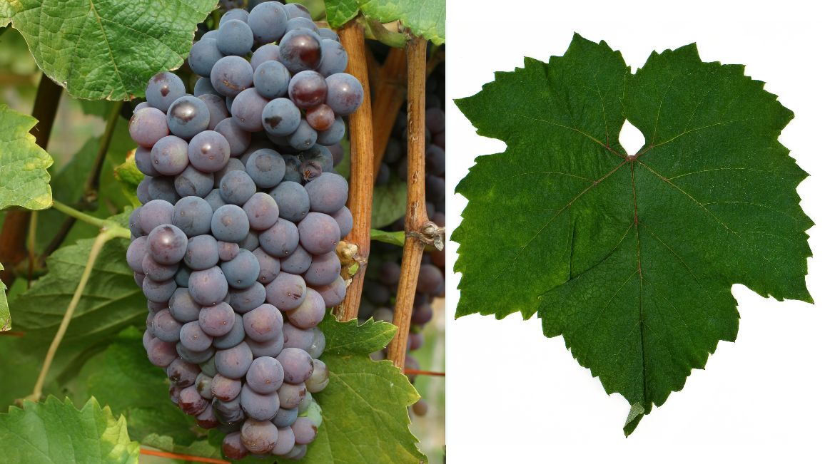 Bulgarije – Struma Vallei – Logodaj Winery – Broad Leaved Melnik