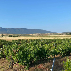 Griekenland; Akriotou Assyrtiko