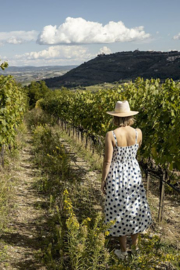 Italië : Corte Pavone Rosso di Montalcino