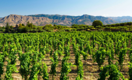 Italië: Sicilië – Pietradolce – Etna Bianco