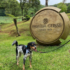 Brazilië: Cave Amadeu Brut