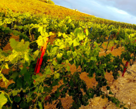 Italië: Vigna Madre Kriya Cabernet Sauvignon