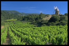 Frankrijk: Villa des Croix Picpoul de Pinet