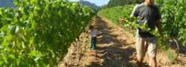 Frankrijk: Domaine Gayolle - Les Platanes Rosé