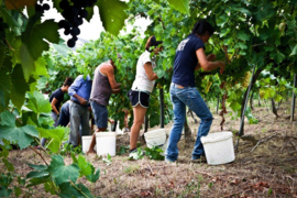 Italië: Marken – Cantina Terracruda – Boccalino Bianchello