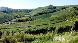 Italie: Brandini Langhe Nebbiolo D.O.C.