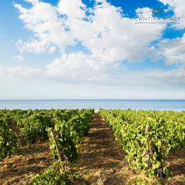 Italië : Cantine Vinci – Vigna Moresca Moscato