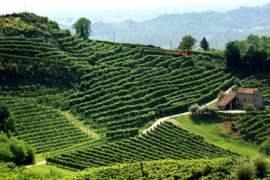 Bellenda Rosé Millesimato