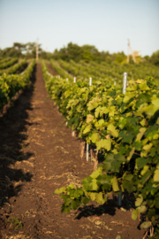 Moldavië: Radacini Chardonnay & Pinot Grigio Reserve