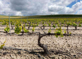 Spanje : Sinforiano Quelías Rosé Cigales