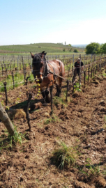 Frankrijk: Domaine Amberg Crémant d'Alsace Blanc Brut