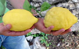 Terra di Limone Amalfi Limoncello