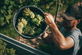 Grüner Veltliner Ott Am Berg