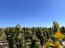 Hormiga Negra Malbec