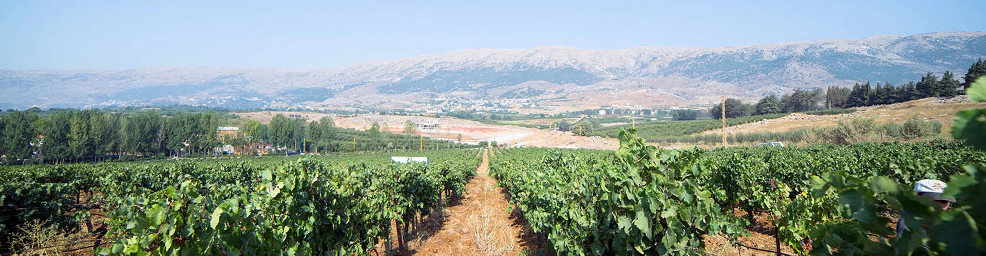 Libanon: Château Ksara – Clos St. Alphonse