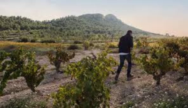 Spanje: Penedès – Celler Jan VIdal – Honor Cava Brut Selecció