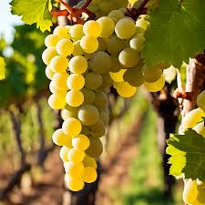 Garoa Rioja blanco barrica