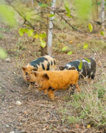 Domaine Les Carmels Copains Comme Cochons