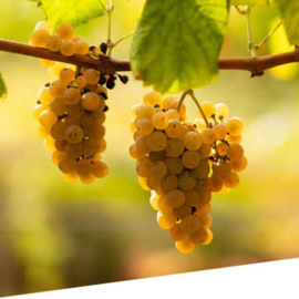Te Queiro White Field Blend