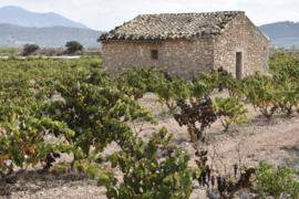 Spanje: Bodegas Pinosa Almorquí Blanco
