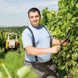 Oostenrijk: Grüner Veltliner 'Bulle'