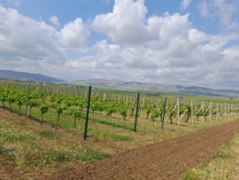 ​Azerbeidzjan: Savalan Winery – Viognier