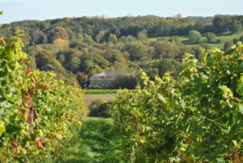 Limburg - Hoeve Nekum Riesling