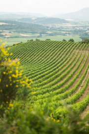 Frankrijk: Cuvée Françoise Crémant de Limoux