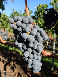 Italië: Vigna Madre Kriya Cabernet Sauvignon