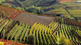 Italië : Cantine Vinci – Vigna Moresca Moscato