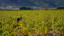 Spanje: Bodegas Pinoso Diapiro Merseguera