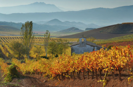 Latido Wild Garnacha Tinto