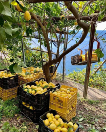 Italië: Costa Amalfitana  Limoncello