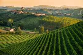 Italië : Corte dei Rovi Moscato Spumante