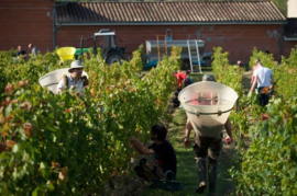 Frankrijk - IGP Atlantique  | Pierre Henri Cosyns – Atlantique Organic Blanc