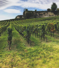 Griekenland: Ktima Petriessa Syrah