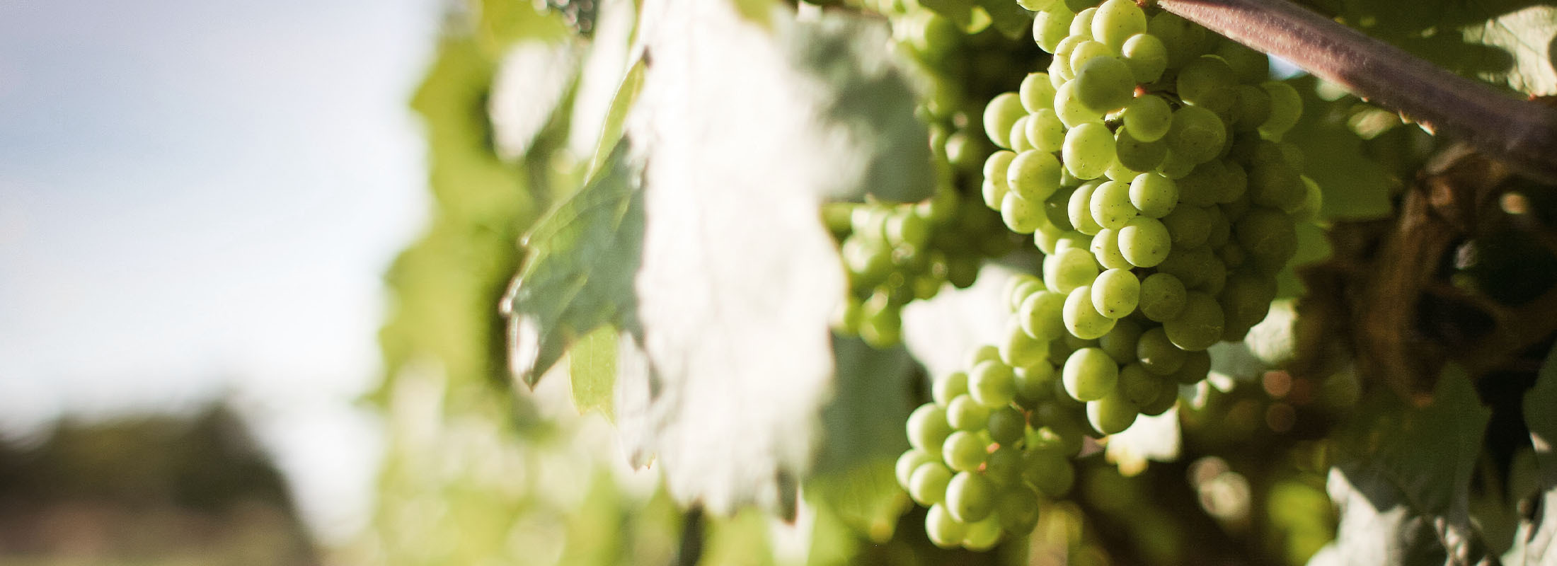 Il diVino wijnclub: vier keer per jaar verrassende wijnen thuisbezorgd!
