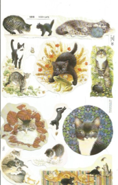 Poezieplaatjes Ivory Cats MLP 1816