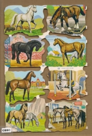 Poezieplaatjes Paarden MLP 1531