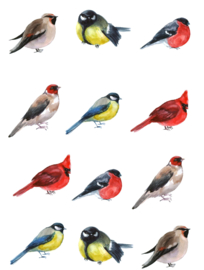 A4 Stickervel vogels uit de tuin