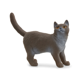 13973 Britse Korthaar Kat