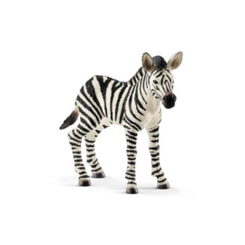 14811 Zebra veulen