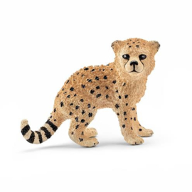 14747 Cheetah pup