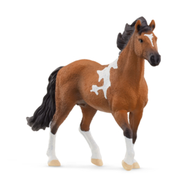 13978 Mangalarga Marchador Hengst