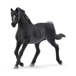 13981 Arabier Stallion
