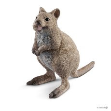 14823 Quokka