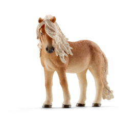 13790 Ijsland Pony merrie