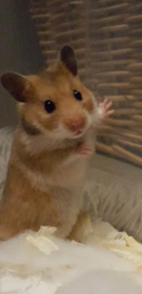 Hamsterkooi Charlie 2