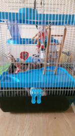 Hamsterkooi Gigant 2 blauw