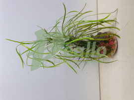 Aquarium plant op grindvoet mix